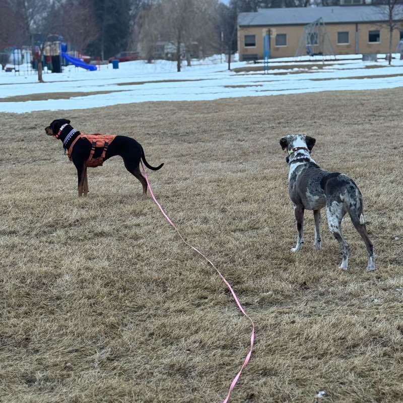 Madison/crazy.catahoulas