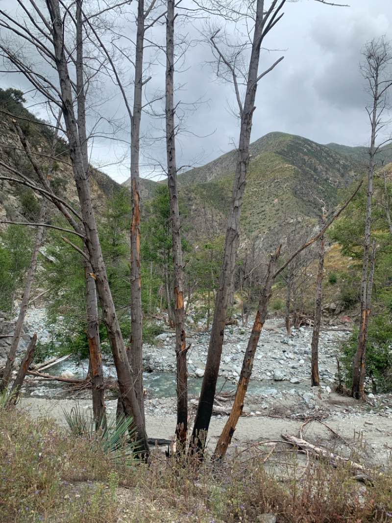walking near me in Sheep Mountain Wilderness in spring