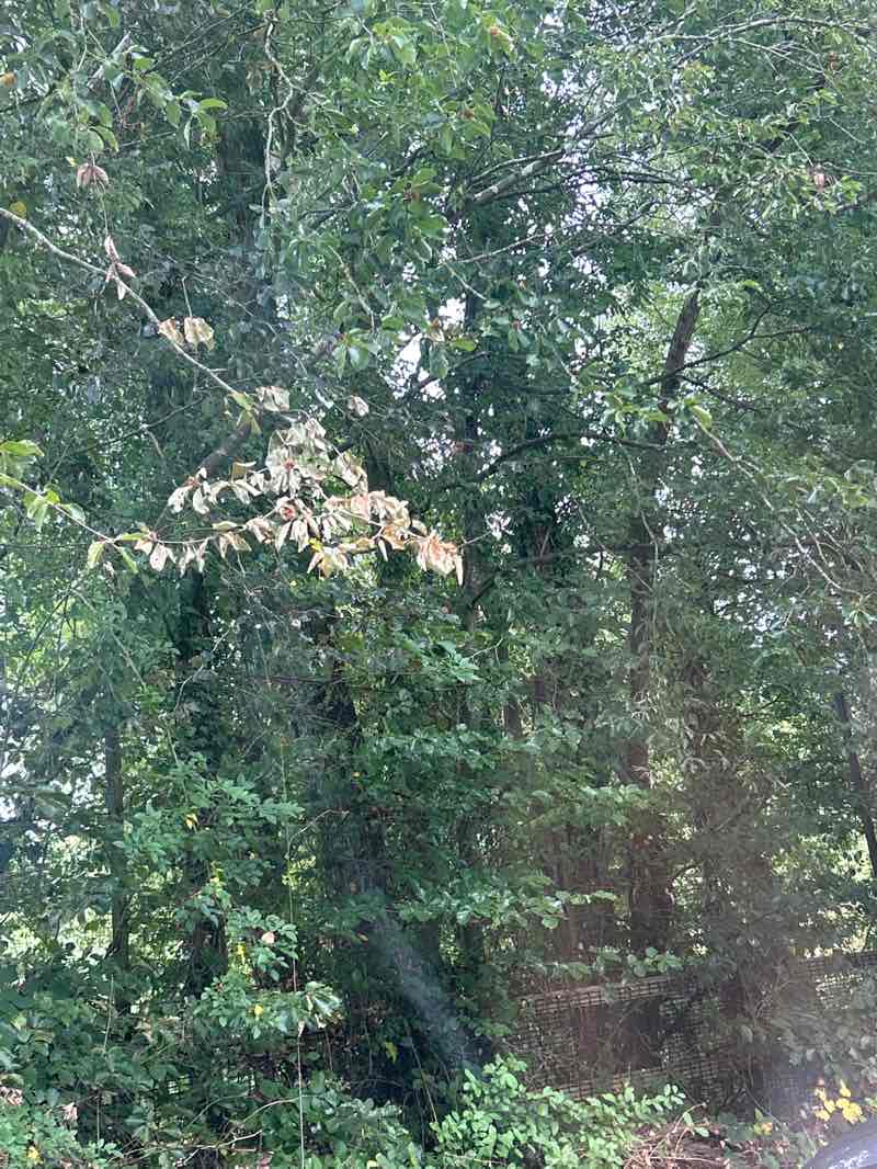 walking near me in Tudor Grange Park in summer