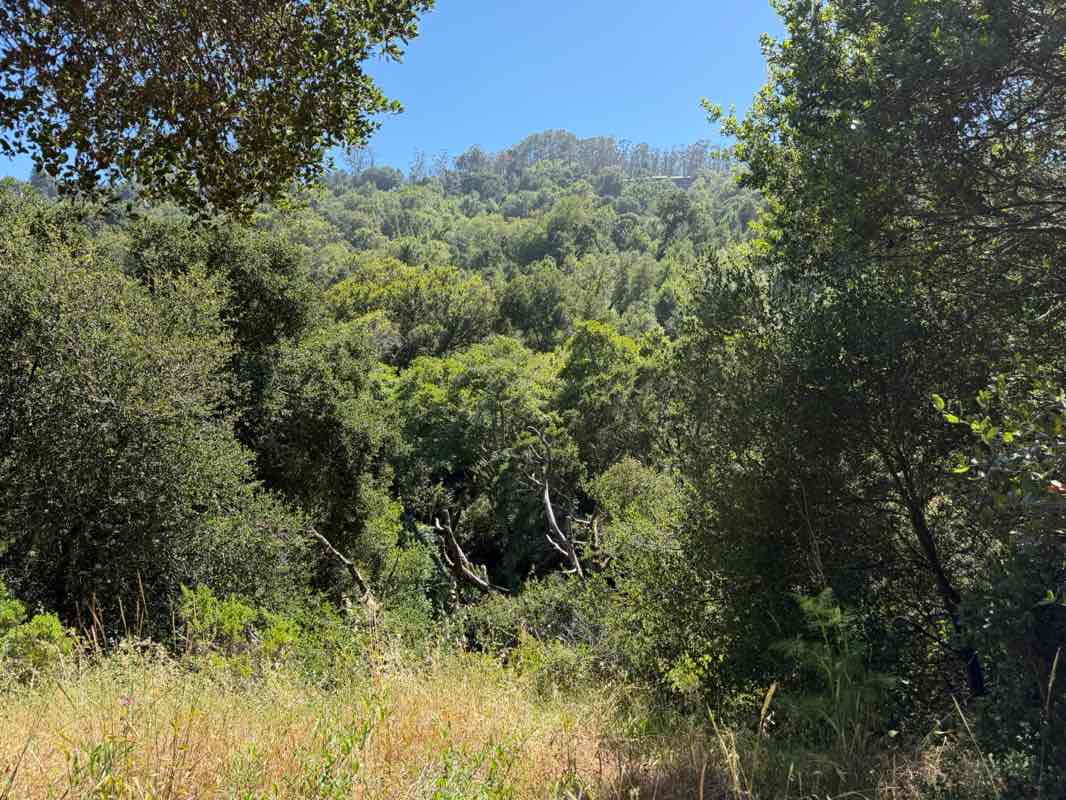 walking near me in Wildcat Canyon Regional Park in summer