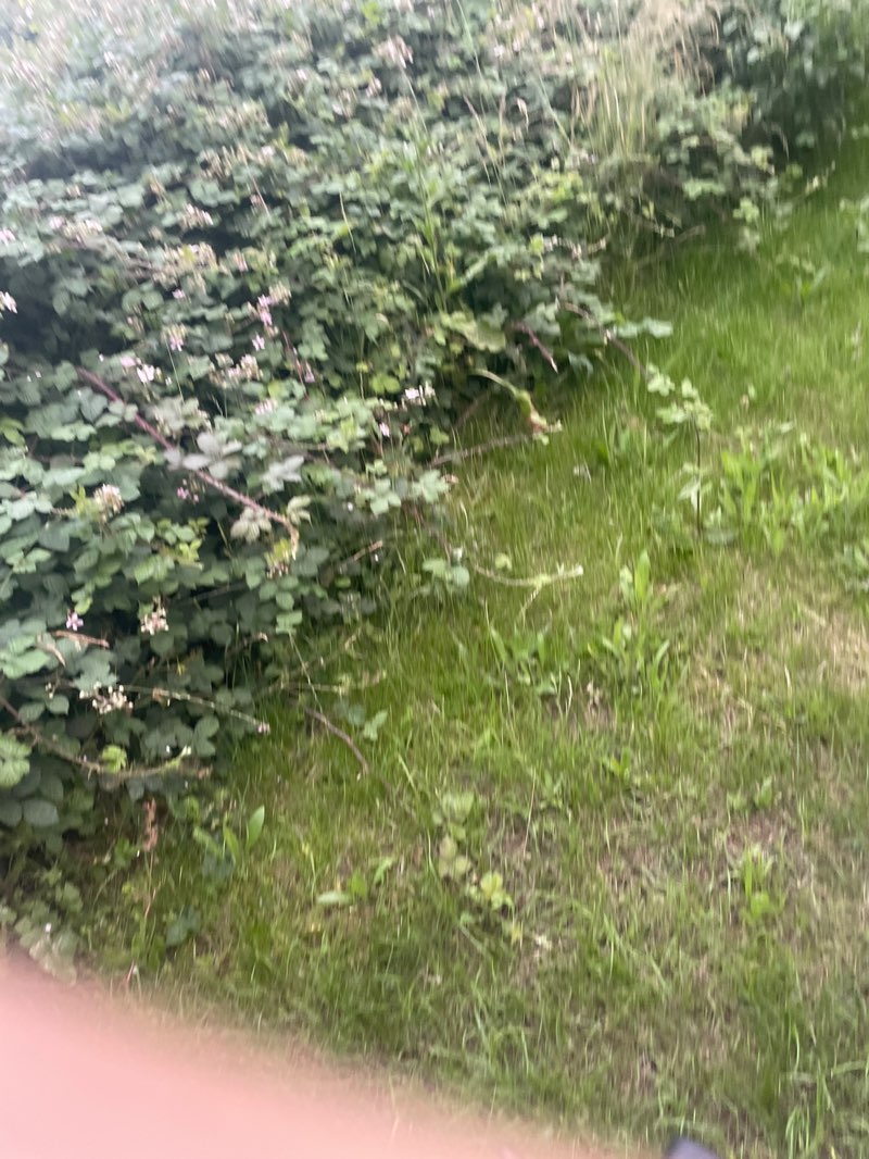 walking near me in Grenfell Park in summer