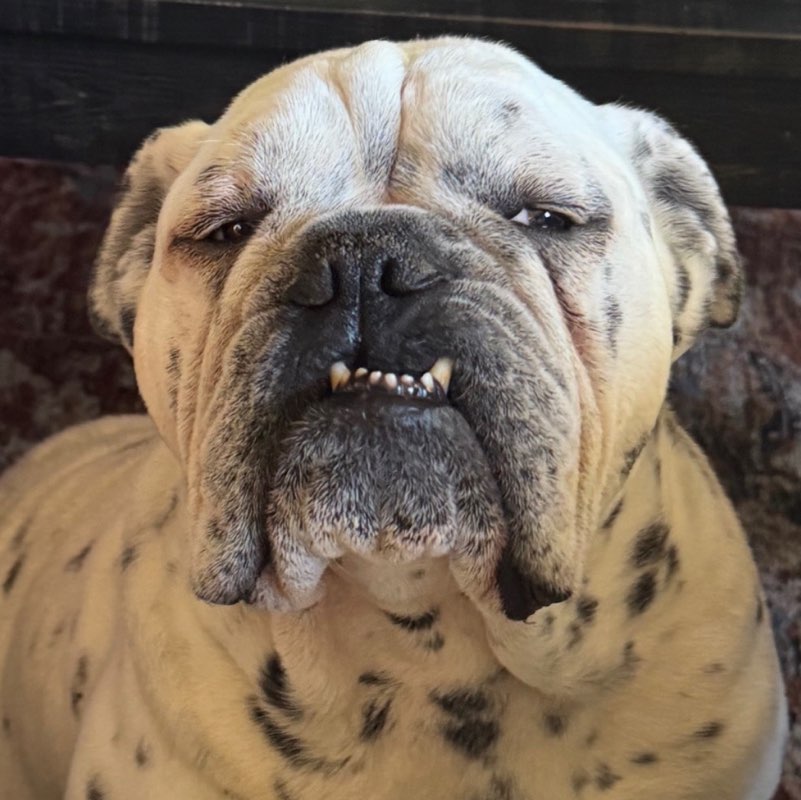 SuspiciousBulldog