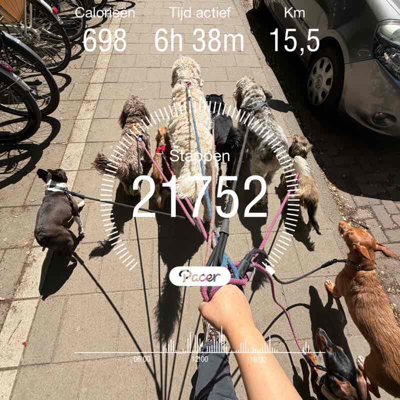 Dogwalker NL... Ruth post image