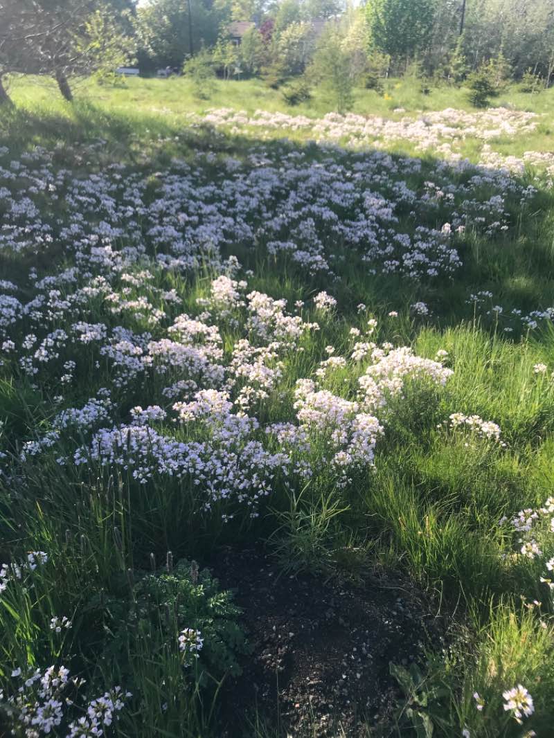 walking near me in Wishingwell Park in summer