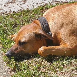participant 1