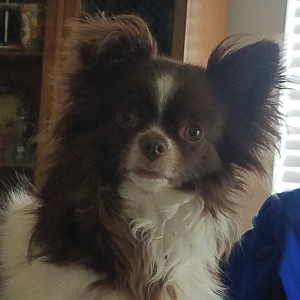 Lisa icon