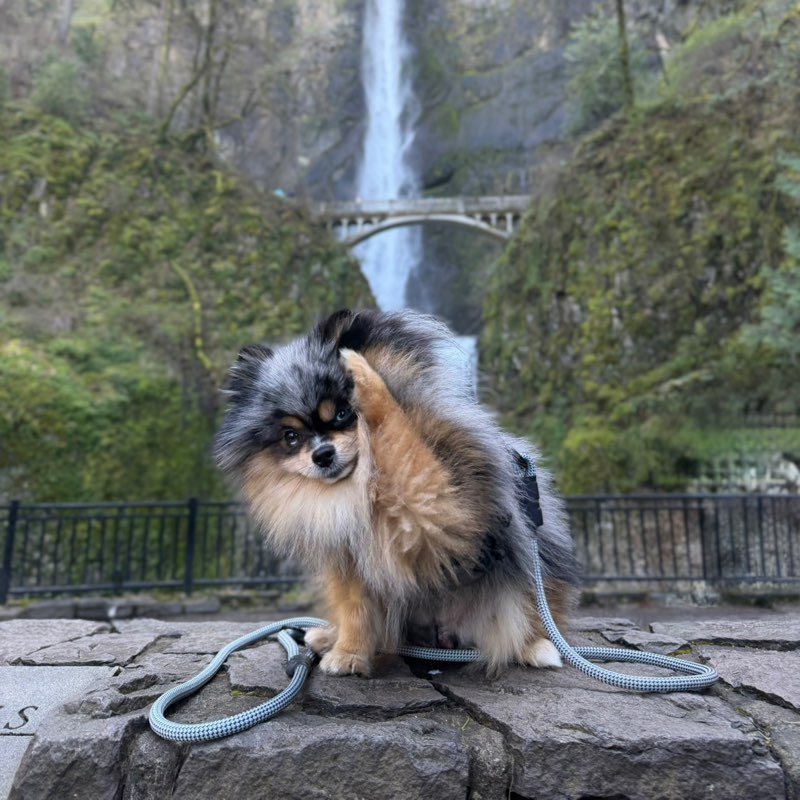 Becky (@onyx.the.floof)