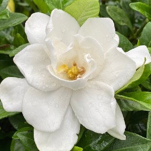 Gardinia profile