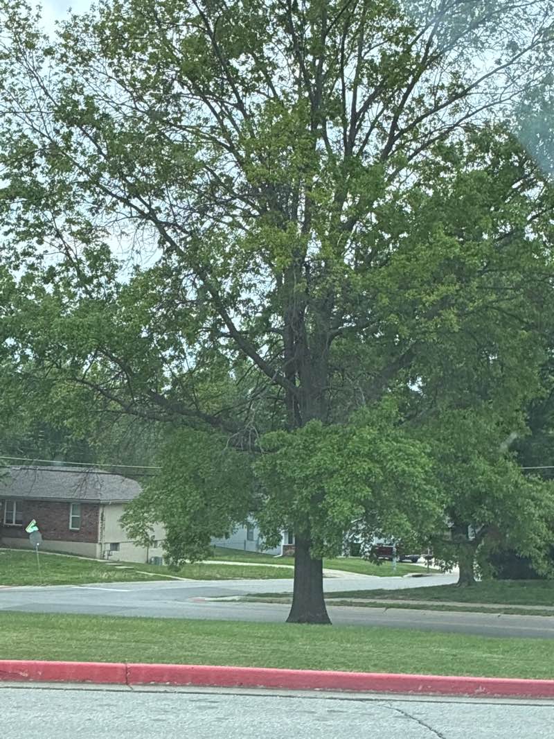 walking near me in Randall School Park in spring