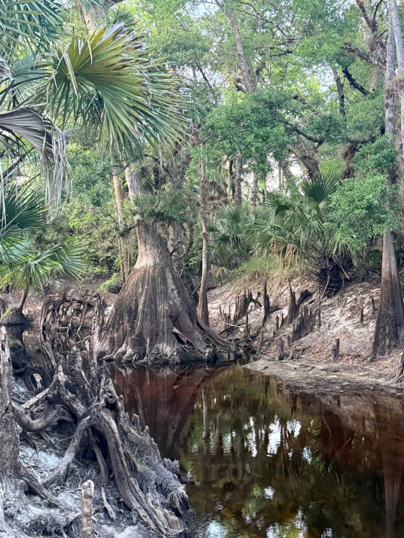 walking near me in Econ River Wilderness Area in spring