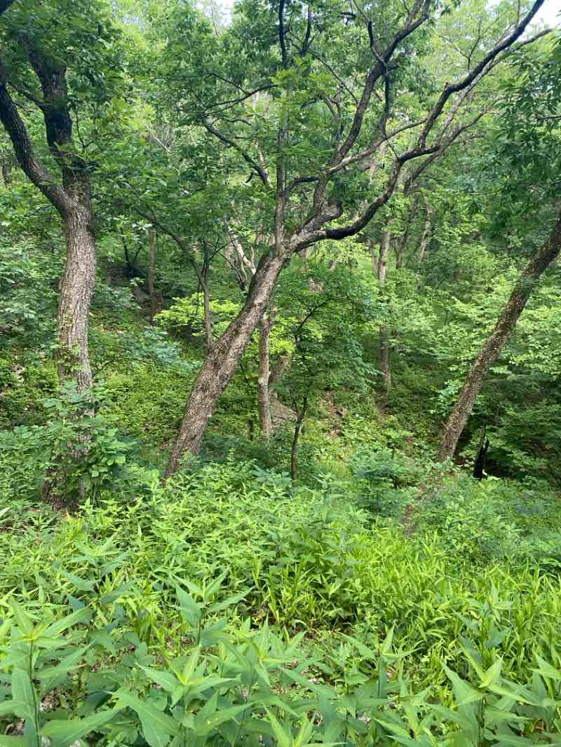 walking near me in Swope Park in summer