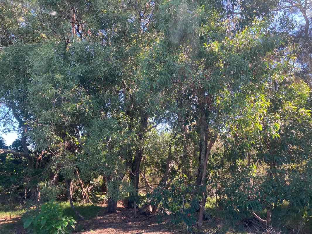 walking near me in Nerang National Park in winter