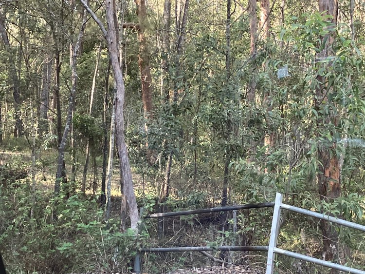 walking near me in Buccan Conservation Park in winter