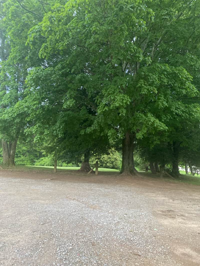 walking near me in Nicholas Ball Park in summer