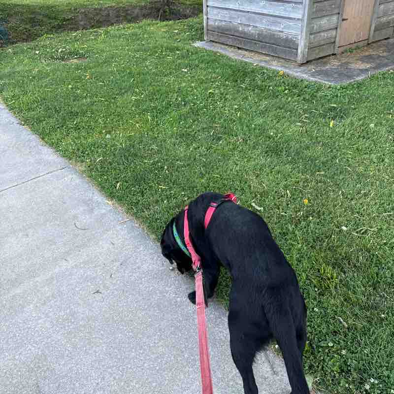 johnclarkdogs post 1