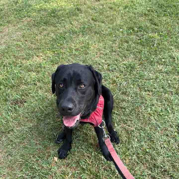 johnclarkdogs post 1