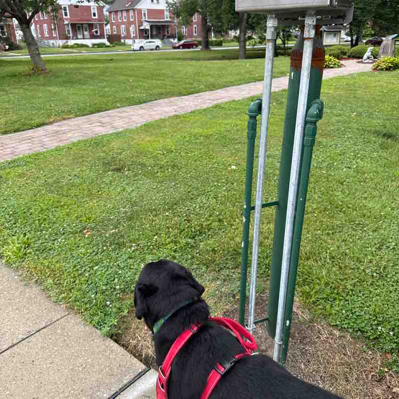 johnclarkdogs post 1