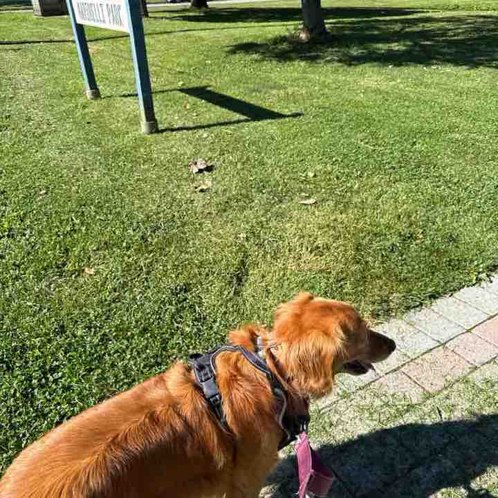 johnclarkdogs post 1