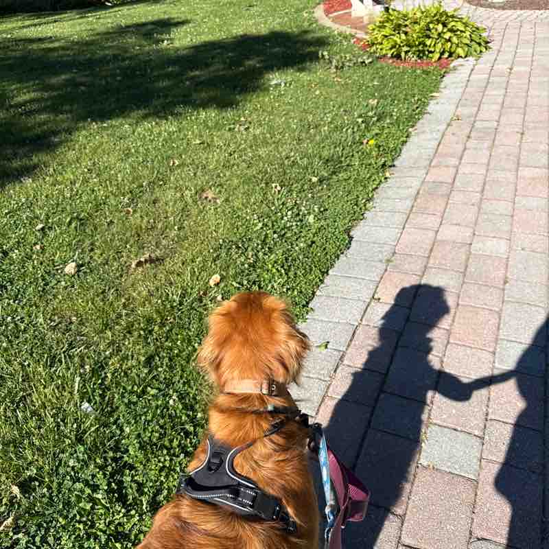 johnclarkdogs post 1