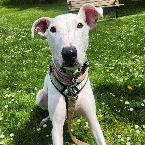 Sharon profile