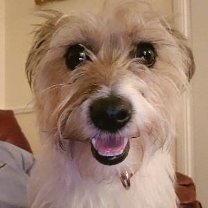 Darren McGirl profile