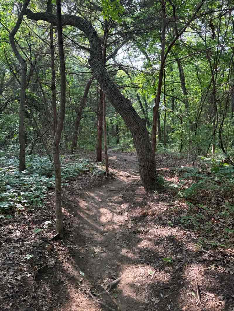 walking near me in Erwin Park in spring