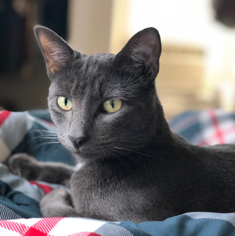 Abu Zil profile