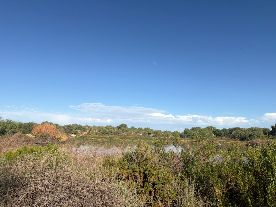 walking near me in Veterans Oasis Park in summer