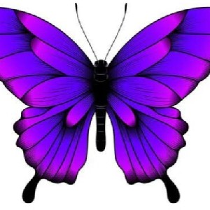PURPLE BUTTERFLY profile