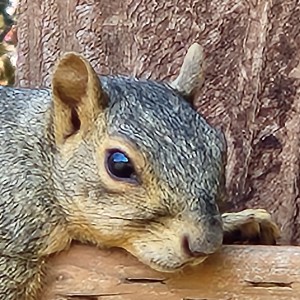 Shirley / Squirrely profile