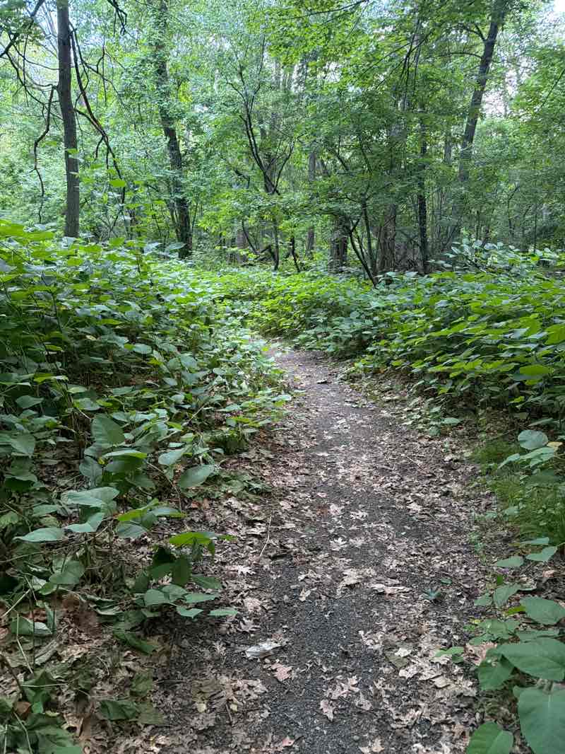 walking near me in Martin Park in summer