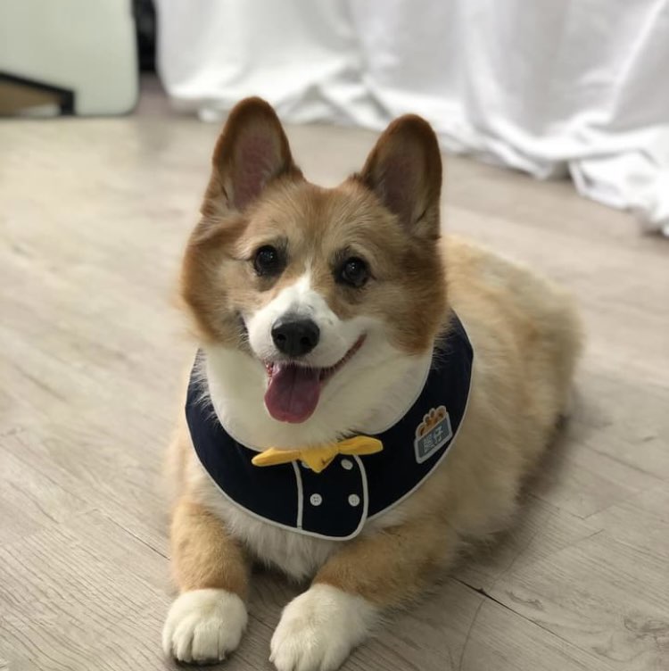 Bo Bo Chong (NGO) icon