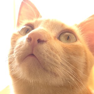 Jeffrey Noriega profile