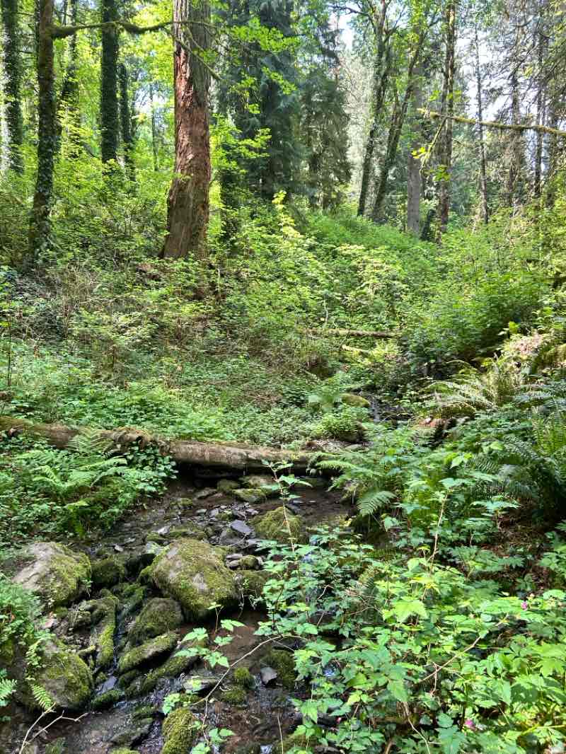walking near me in Tryon Creek State Natural Area in spring