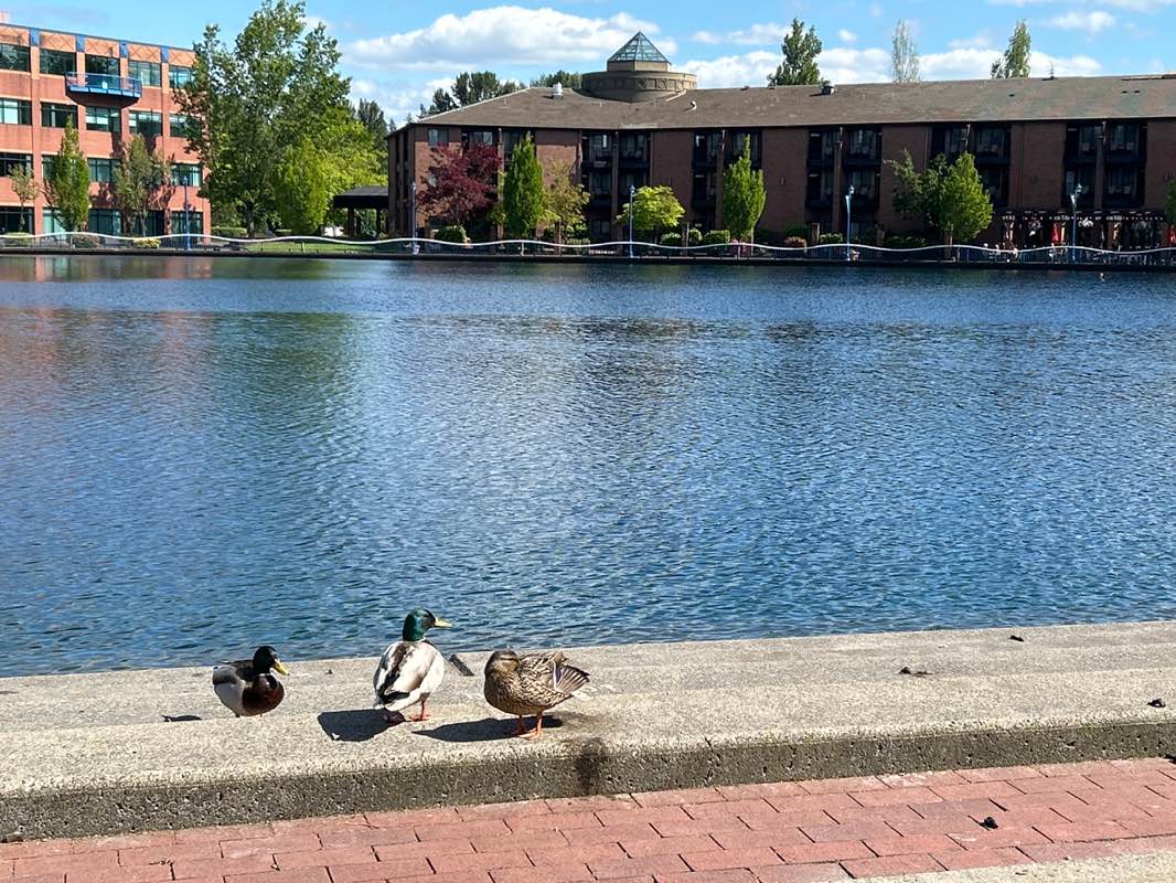 walking near me in Tualatin Lake at the Commons in summer