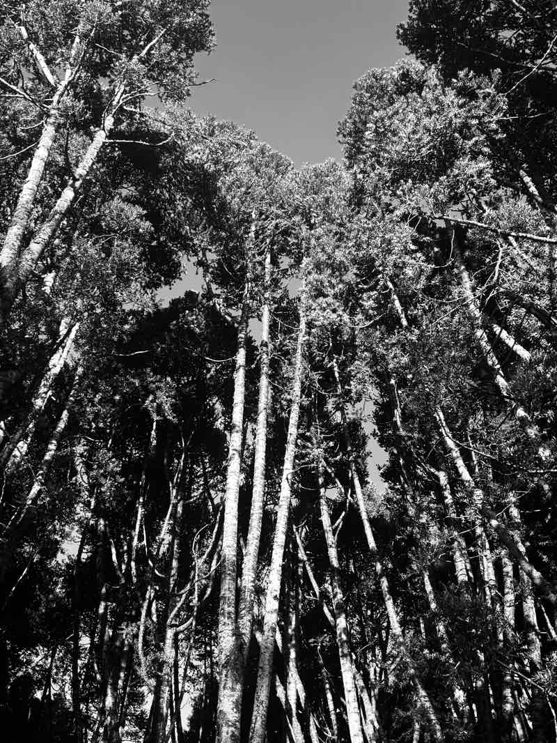 walking near me in One Tree Hill Domain in winter