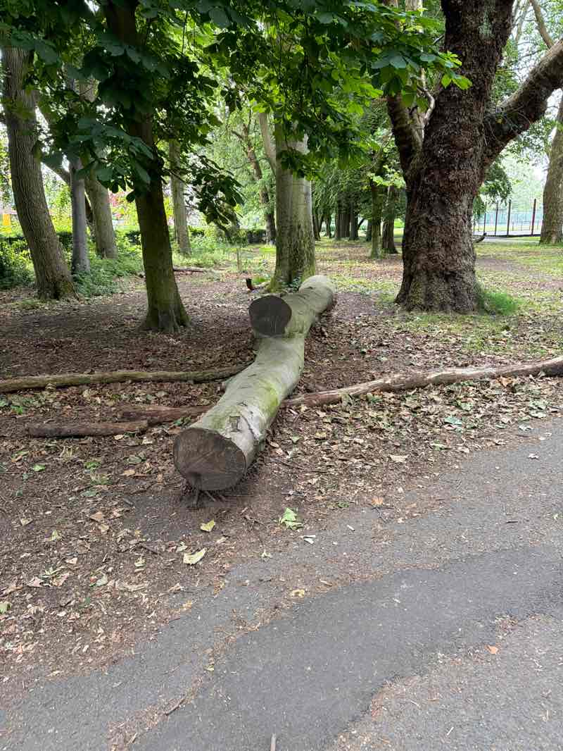 walking near me in Fog Lane Park in summer