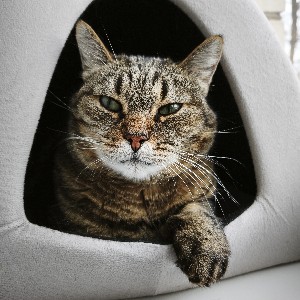 Lilita icon