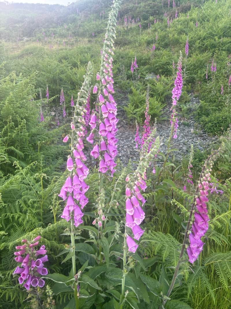 walking near me in Ford Park in summer