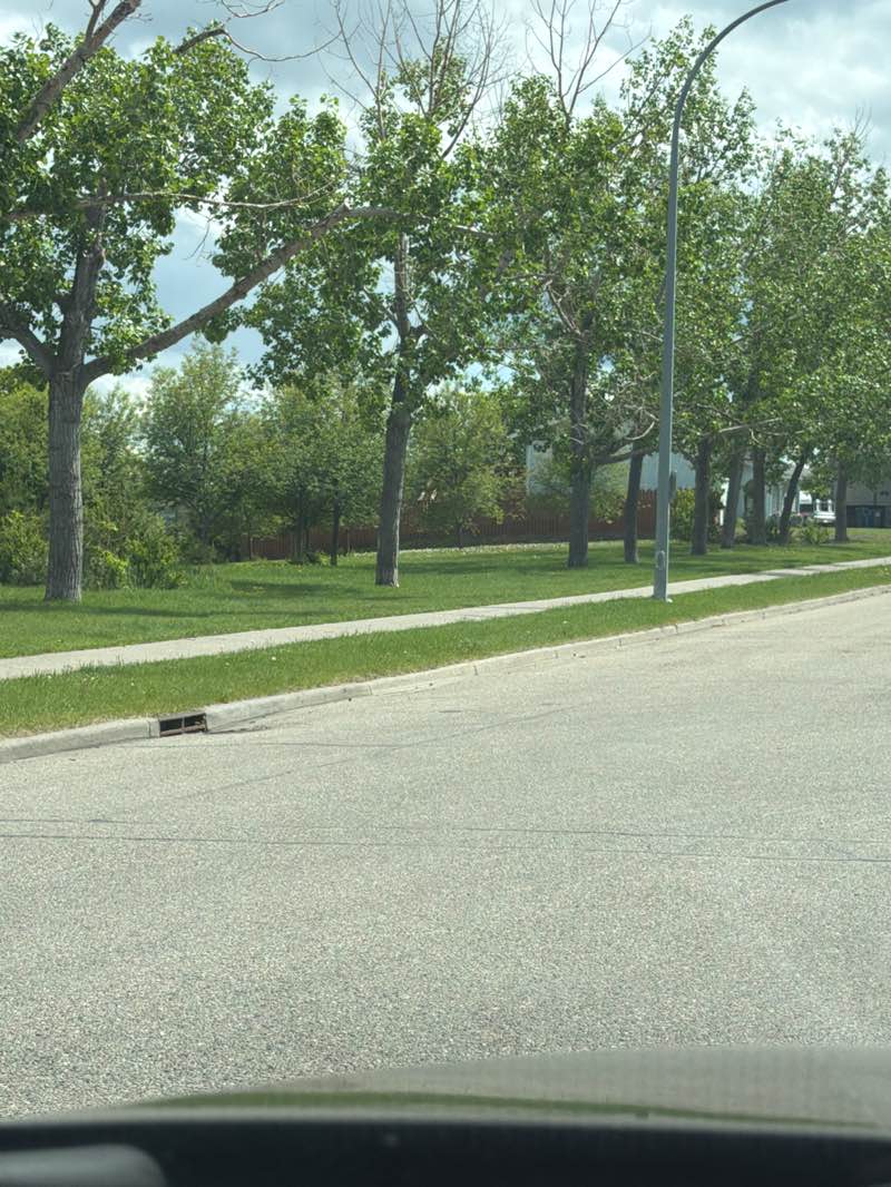walking near me in W.D. Kerfoot Park in summer