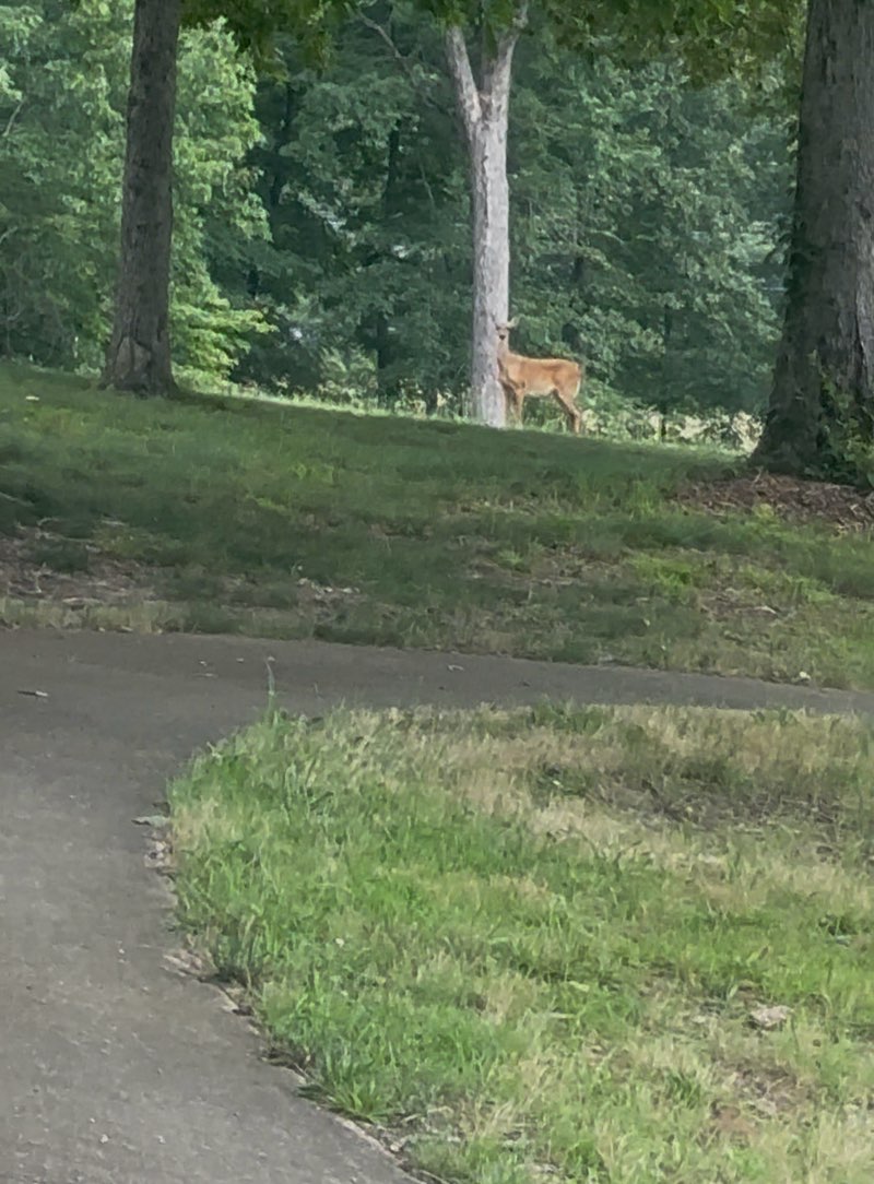 walking near me in Henslee Park in summer