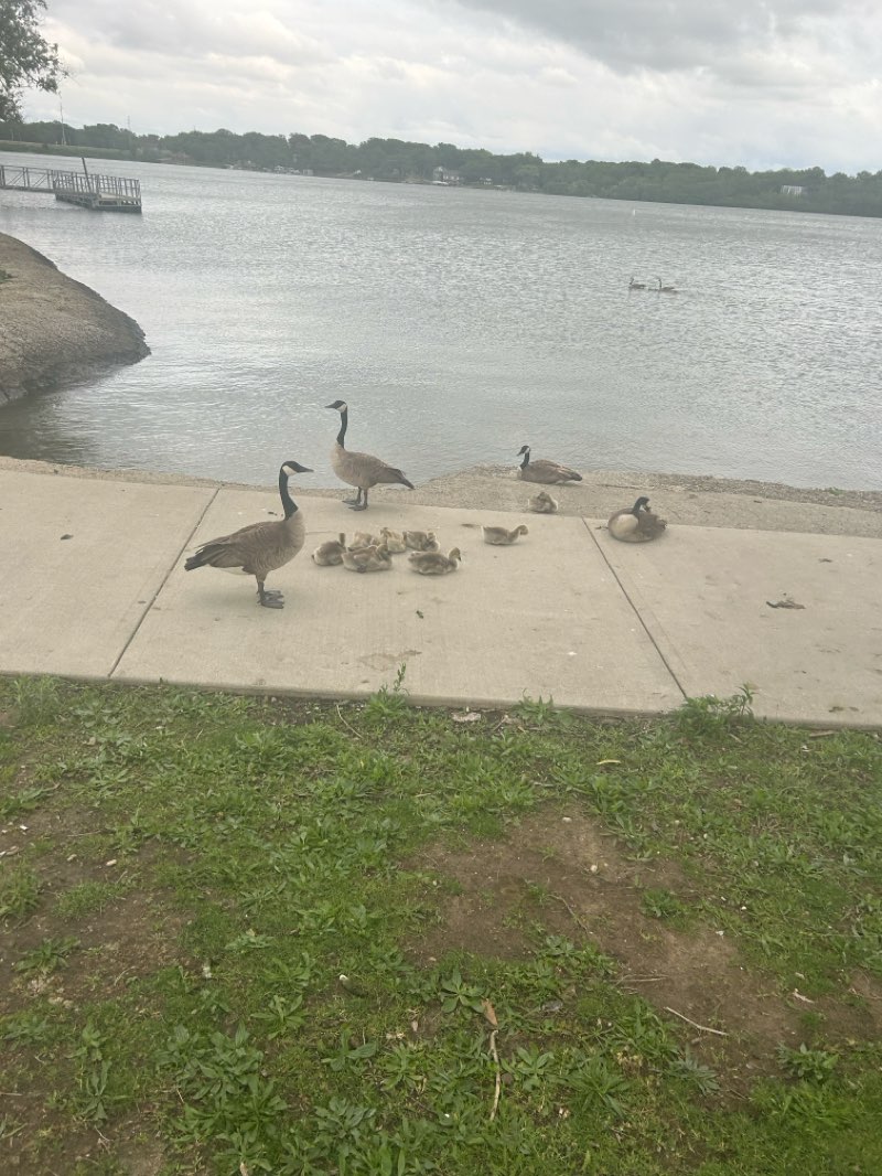 walking near me in Chandler Park in summer