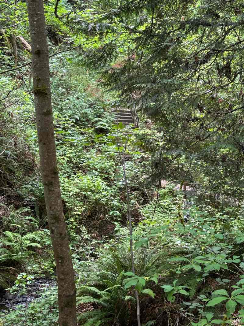 walking near me in Coal Creek Natural Area in summer