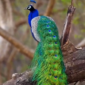 Lola R🦚