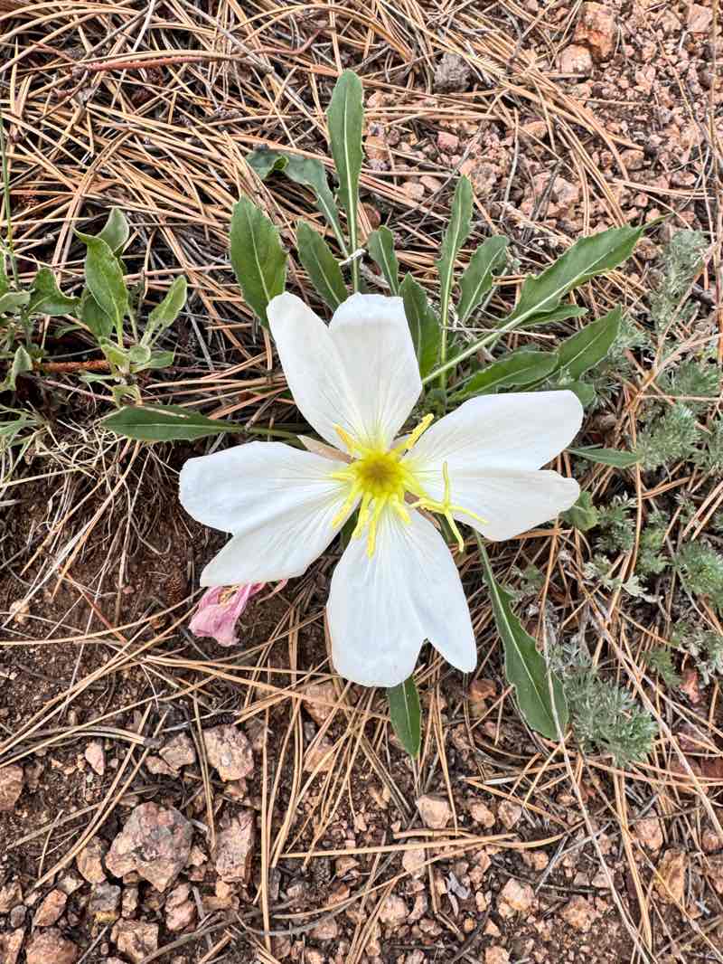 walking near me in Curt Gowdy State Park in summer