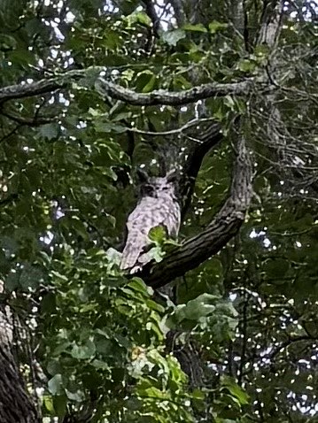 walking near me in Chandler Estate County Park in summer