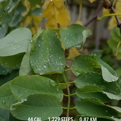 🌸 𝑇𝑟𝑒𝑒𝑠＆𝐹𝑙𝑜𝑤𝑒𝑟𝑠🌲 Briony Heath post image