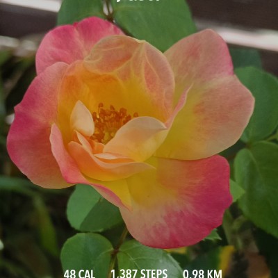 flower power Briony Heath post image