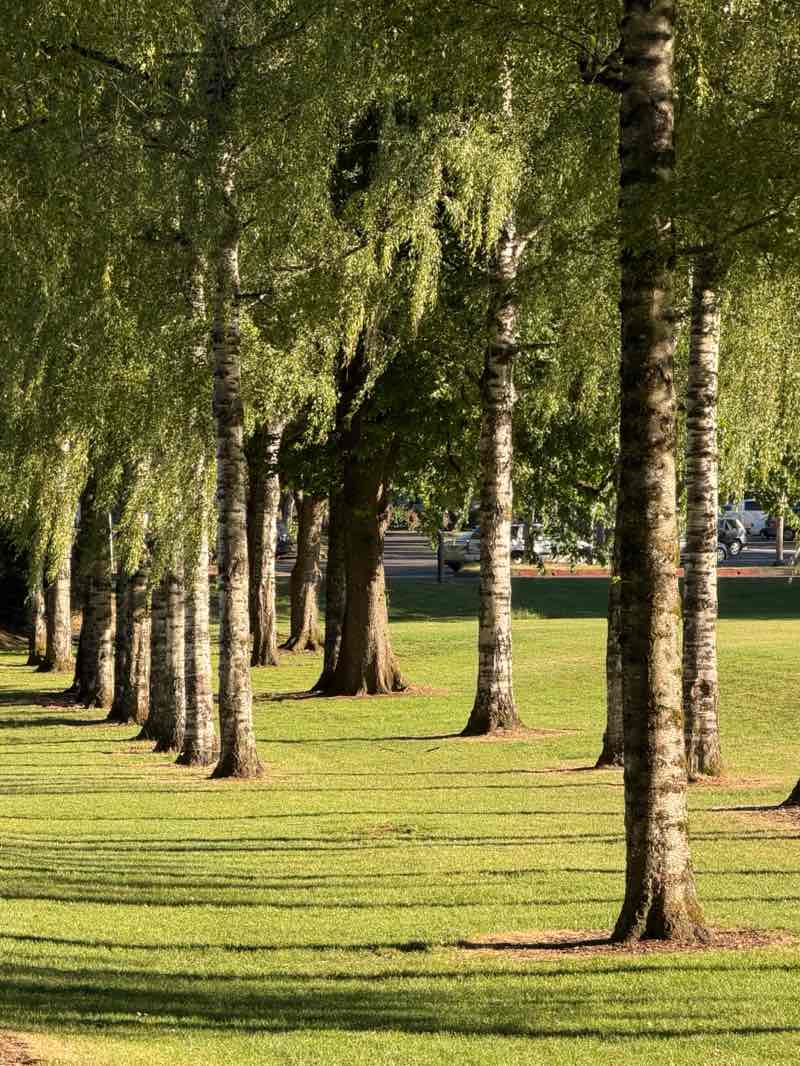 walking near me in Sunrise Park in summer
