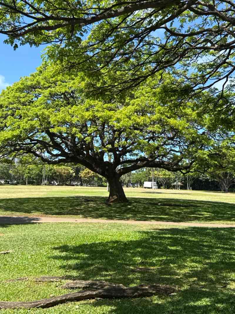 walking near me in Ala Wai Promenade in summer